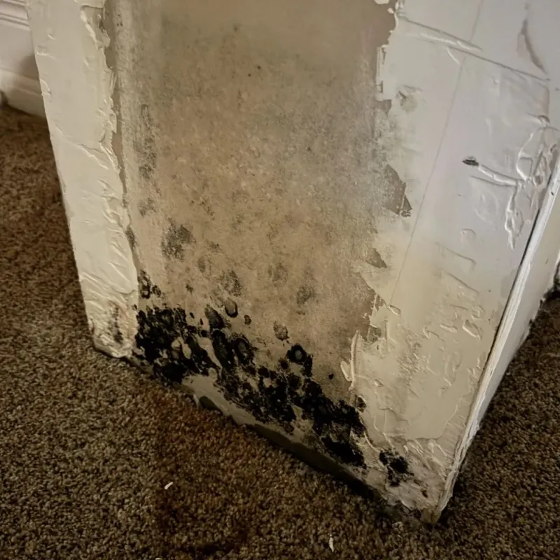 Professional Mold Removal in Bright, IN